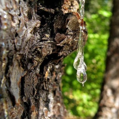 Thick tree sap slowly oozing from a trunk.