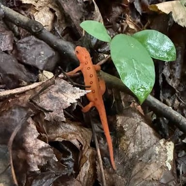 A bright red-orange eft, the land-dwelling juvenile stage of an eastern newt.