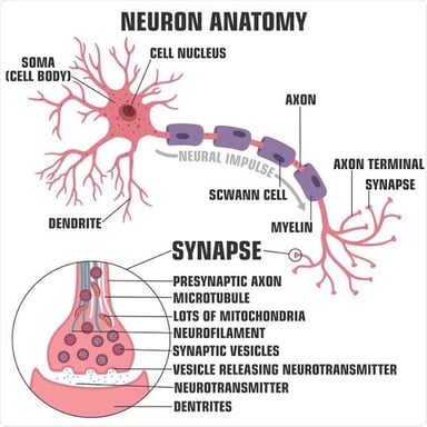 An educational illustration of interconnected neurons.