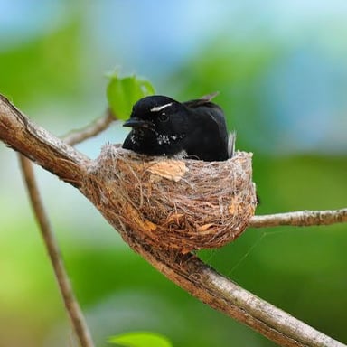 A nest nestled among branches on a tree limb.