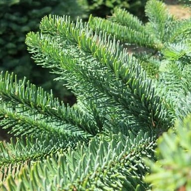 An evergreen fir tree with its characteristic individual needles on the branches.