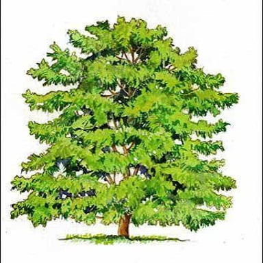 A tree with several visible branches spreading from its trunk.