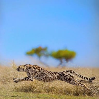 A spotted cheetah sprinting across open grassland.