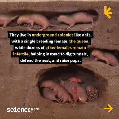 A nearly hairless naked mole-rat, a burrowing rodent with prominent front teeth