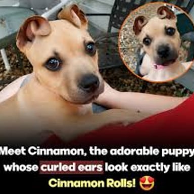 An adorable puppy that might prompt someone to say “Aww!”