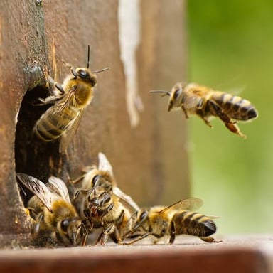 Honeybees moving in and out of a hive entrance.