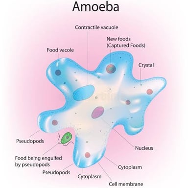 An amoeba extending pseudopodia under a microscope.