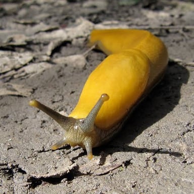 A yellow banana slug moving across a damp forest floor