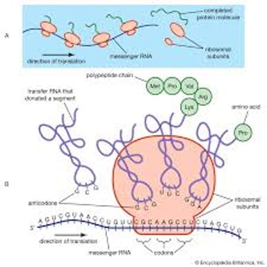 An educational illustration of an RNA molecule associated with a biological cell.