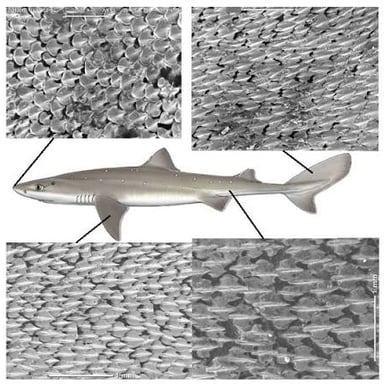 A close-up shows the rough, toothlike dermal denticles on shark skin.