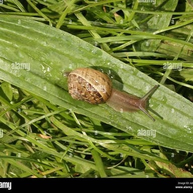 Several snails on a leaf, illustrating their famously slow movement.