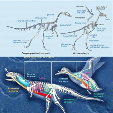 A bird shown alongside a theropod dinosaur skeleton to suggest their evolutionary relationship.