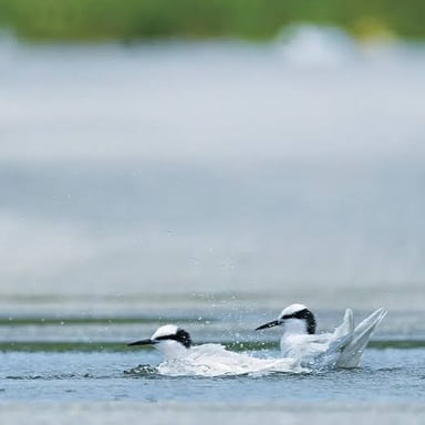 A tern flying above the ocean.