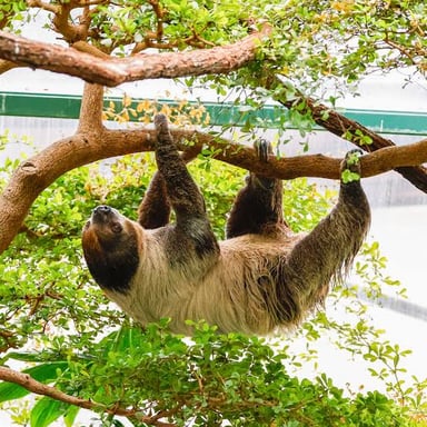 A sloth hanging from a tree branch in a tropical forest.