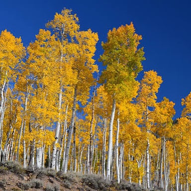 Aspen trees with small leaves that flutter in the breeze.