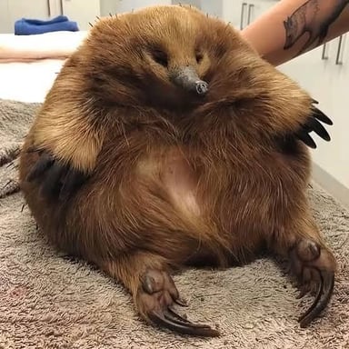 An echidna, a spiny mammal native to Australia and New Guinea.