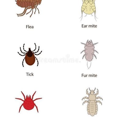 A flea shown among dog fur