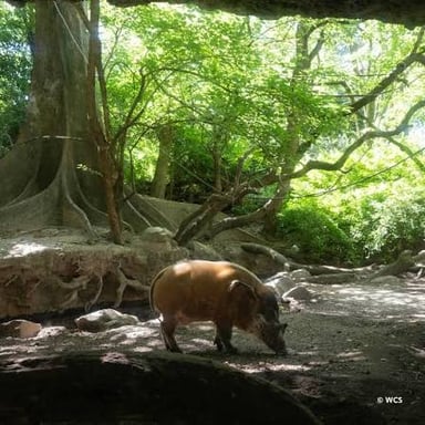 A wild boar foraging among leaves on a forest floor.
