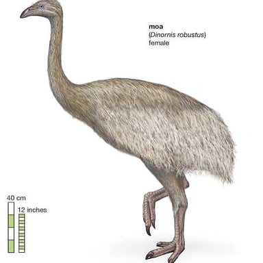 A reconstruction of a large extinct moa standing in a New Zealand landscape.
