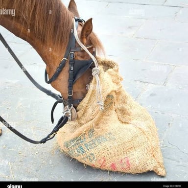 A horse eating grain from a feedbag