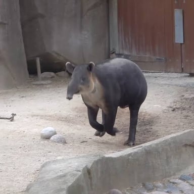 A tapir with its short, flexible snout visible.