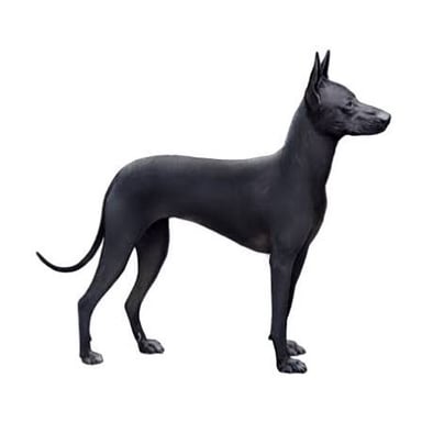 A hairless Peruvian Inca Orchid, a dog breed from Peru.