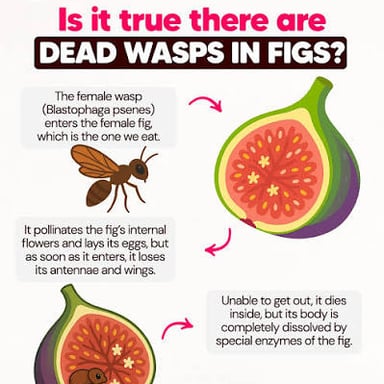 A fig wasp associated with a fig fruit