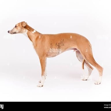 A slender whippet, a short-haired sighthound with long legs and a deep chest.