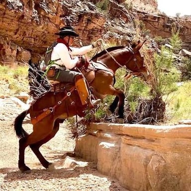 A mule standing on a trail, illustrating the animal named in the clue