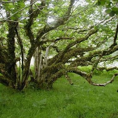 Hazel branches bearing dangling catkins and hazelnuts surrounded by leafy husks.