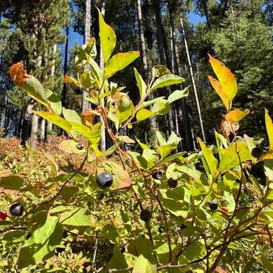 Dark wild huckleberries on a plant in a mountainous forest setting.