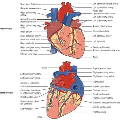 Diagram showing coronary arteries running over the surface of the heart.