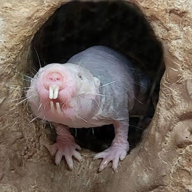 A mole rat emerging from a burrow