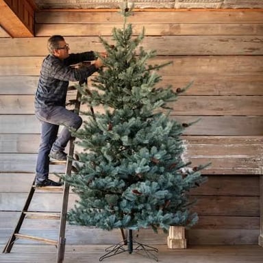 A bluish-silver blue spruce decorated as a Christmas tree