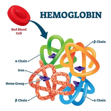 A medical illustration showing red blood cells, which carry oxygen with the help of hemoglobin.