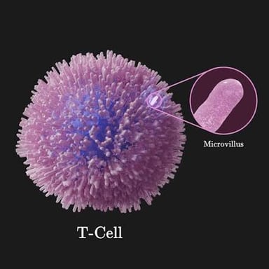 An illustration of a T cell, a white blood cell involved in immune defense.