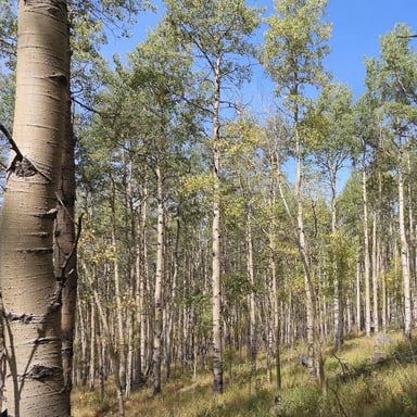 A grove of quaking aspens with pale trunks and green leaves among evergreen trees.