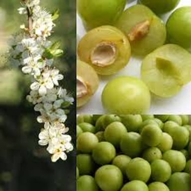 A green gage plum shown whole and cut open.