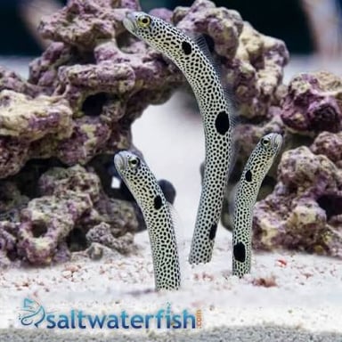 An eel swimming underwater, showing its long, slender body.
