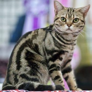 A tabby cat with a striped coat and visible forehead markings.