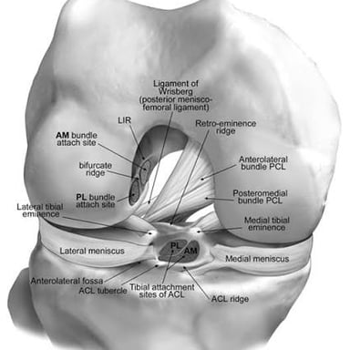An anatomical illustration identifying the anterior cruciate ligament in the knee.