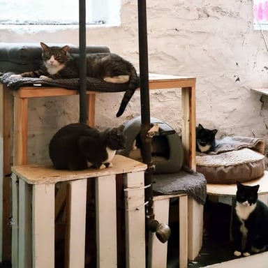 Rescued cats resting in an indoor shelter.