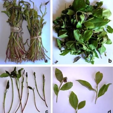 Green leaves from a qat, or khat, shrub.