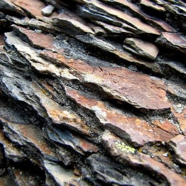 A piece of shale showing its thin, layered structure.