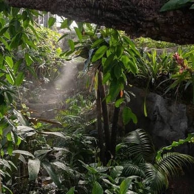 Rain falls over the dense canopy of a tropical rainforest in the Amazon basin.