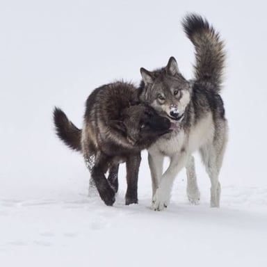 A female wolf standing in a natural landscape