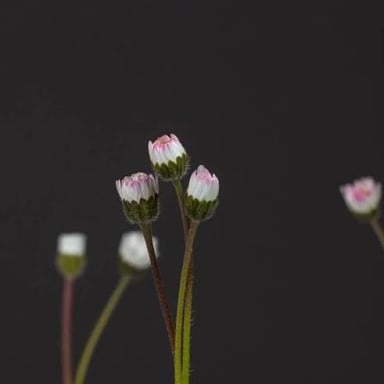 A flower opening as it blossoms.