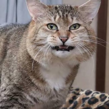 A male cat meowing