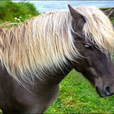A horse with a long mane lying along its neck.