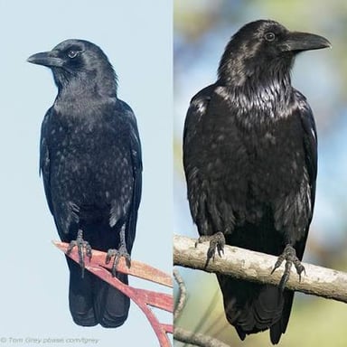A raven and a crow illustrating two related corvid birds.